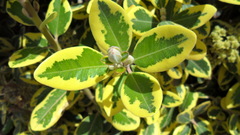 Metrosideros excelsa