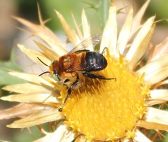 Anthophora fulvodimidiata
