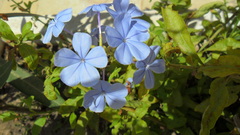 Plumbago auriculata