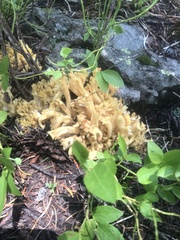 Ramaria flava