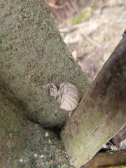 Platypleura kaempferi