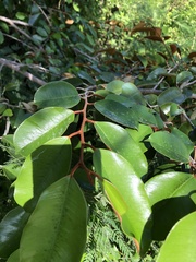 Chrysophyllum oliviforme