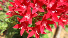 Pentas lanceolata