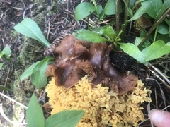 Ramaria flava
