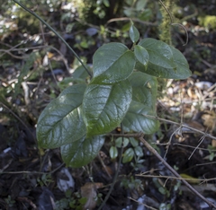 Elytropus chilensis