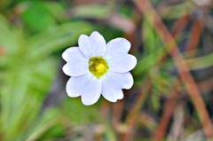 Pinguicula primuliflora
