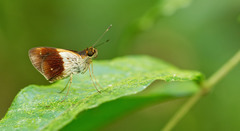 Calpodes esperi esperi