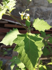 Solanum nigrum