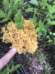 Ramaria flava