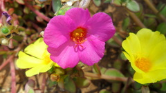 Portulaca umbraticola