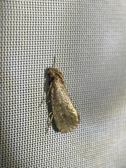 Acrolophus propinqua