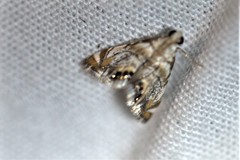 Eoparargyractis irroratalis