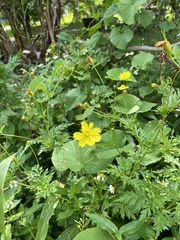 Cosmos sulphureus