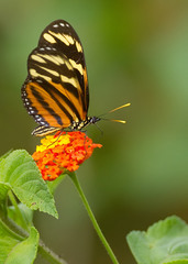 Heliconiini