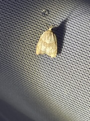 Adoxophyes negundana