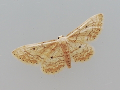 Idaea elongaria