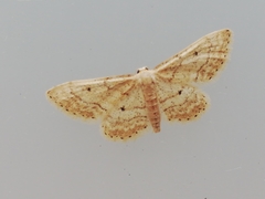 Idaea elongaria