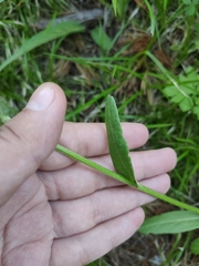 Tephroseris integrifolia