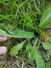 Tephroseris integrifolia