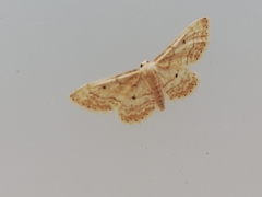 Idaea elongaria