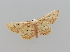 Idaea elongaria