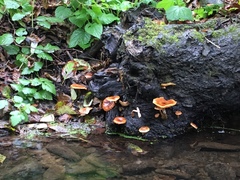 Armillaria nabsnona