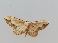 Idaea efflorata