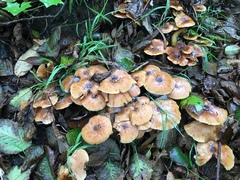 Armillaria nabsnona
