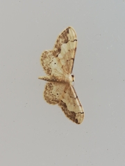 Idaea efflorata
