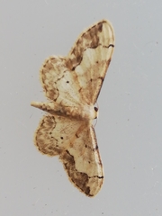 Idaea efflorata