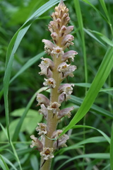 Orobanche bartlingii