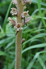 Orobanche bartlingii