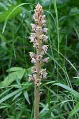 Orobanche bartlingii