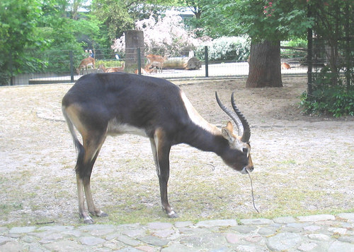 Nile Lechwe