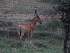 Alcelaphus buselaphus lelwel