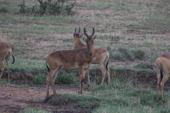 Alcelaphus buselaphus lelwel