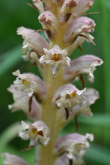 Orobanche bartlingii