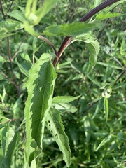 Eupatorium serotinum
