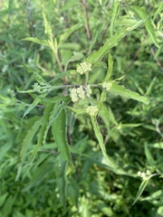 Eupatorium serotinum