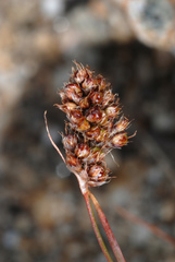 Luzula spicata