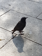 Sturnus vulgaris