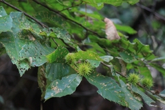 Castanea seguinii
