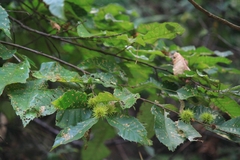 Castanea seguinii