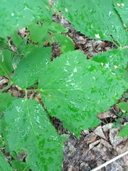 Actaea spicata