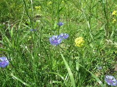 Centaurea cyanus