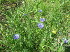 Centaurea cyanus