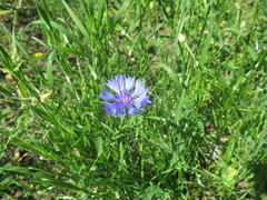 Centaurea cyanus