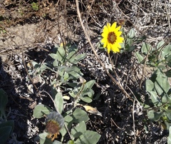 Helianthus niveus