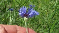Centaurea cyanus