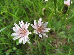 Crepis froelichiana dinarica